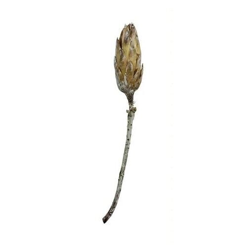 Fleur de repens (50 pièces)