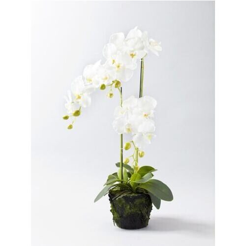 Plante de phalaenopsis en plastique Nice 