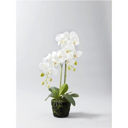 Plante de phalaenopsis en plastique Nice 