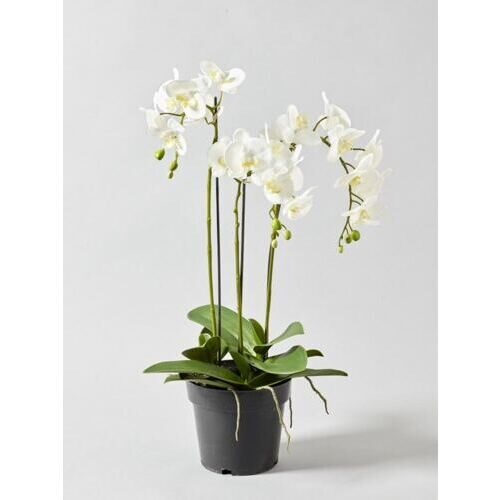 Plante de phalaenopsis en plastique Roma 