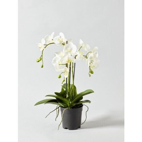 Plante de phalaenopsis en plastique Roma 