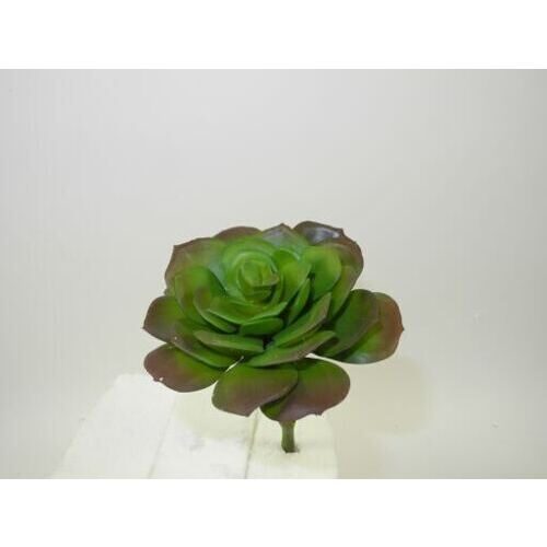 Kunststoff Echeveria Sion (4 Stück)