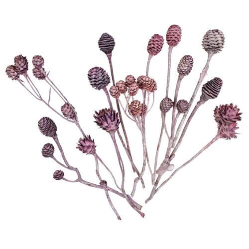 Assortiment de leucodendron Frosted (50 pièces)