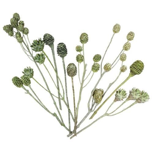 Assortiment de leucodendron Frosted (50 pièces)