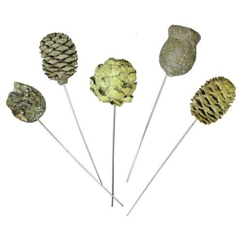 Assortiment de cônes de leucodendron Frosted (100 pièces)