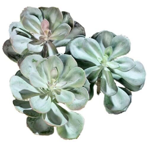 Plastique Echeveria Mediterranea 