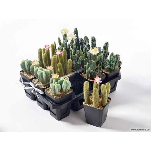 Plastique Assortiment de cactus Algarve/Floraison (12 pièces)