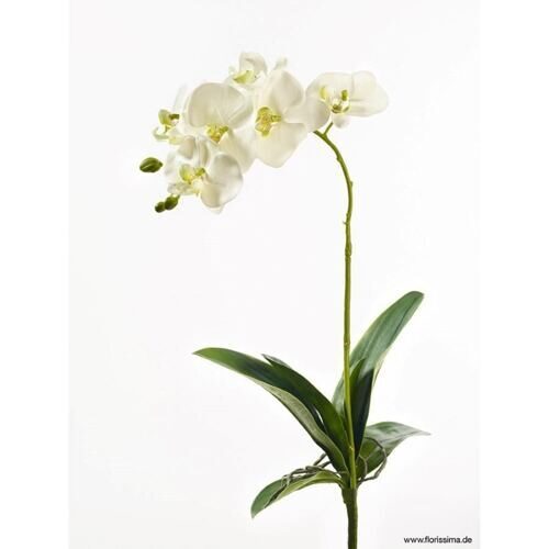 Plastique Phalaenopsis Lilly 