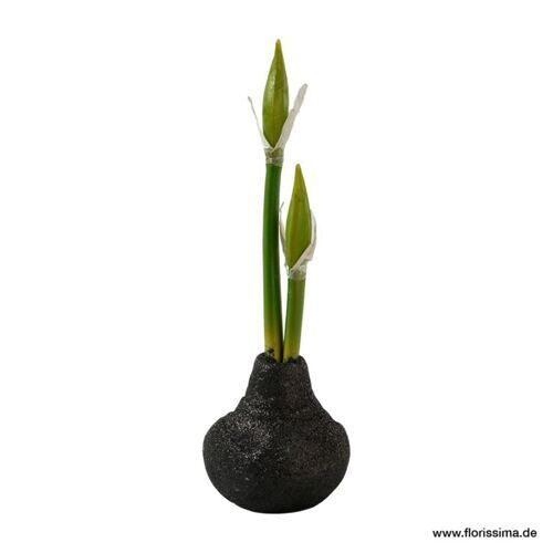 Bulbe d'amaryllis en plastique Glitter 