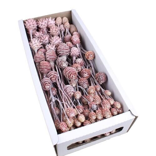 Assortiment de leucodendron Frosted (50 pièces)