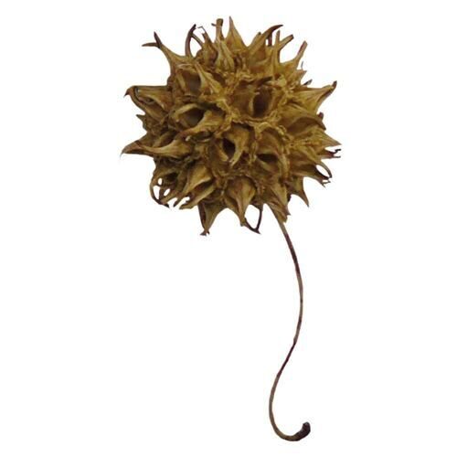 Ambre gris (Liquidambar) K (1000 grammes)