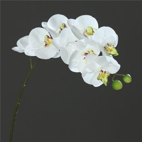 Plastique Phalaenopsis Naturel 