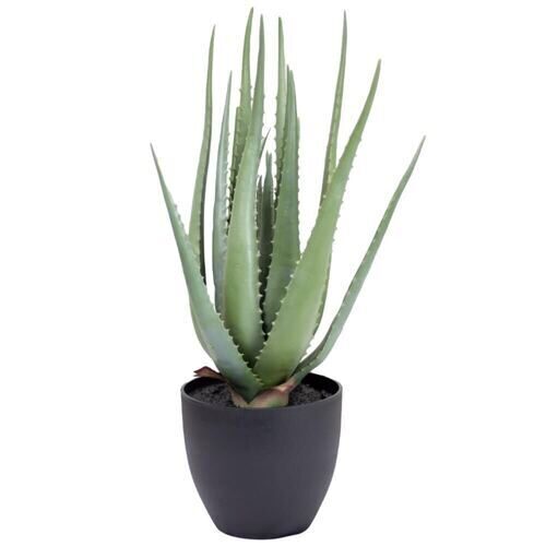 Kunststoff Aloe 