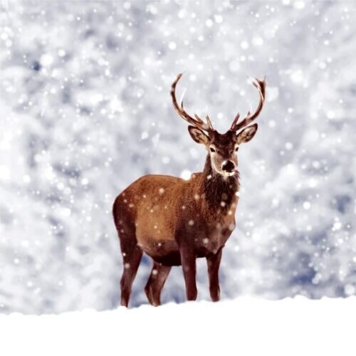 Weihnachtsserviette Hirsch im Schnee (20 Stück)