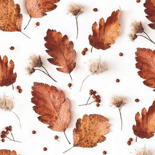 Serviette de table feuilles de chêne (20 pièces)