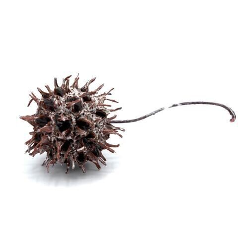 Ambre (Liquidambar) Frosted (500 grammes)