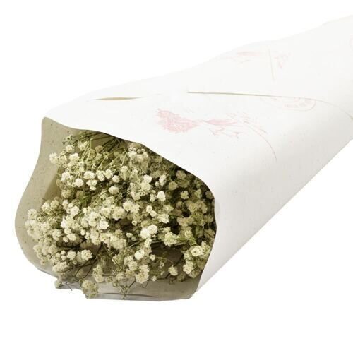 Gypsophila Trockenblume/holl. 