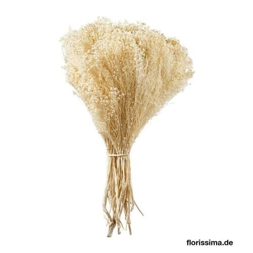 Broom Bloom (300 grammes)