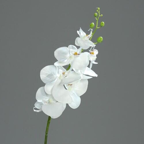 Plastique Phalaenopsis Venezia 