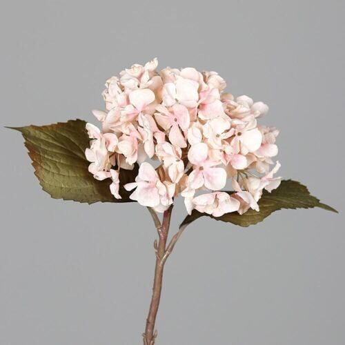 Plastique Hortensia aspect sec 